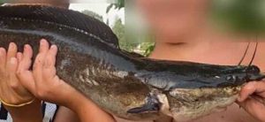 Marta - Pesce gatto africano Clarias gariepinus