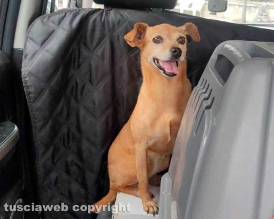 La cagnolino smarrita e trovata da una volontaria dell'associazione Musi Sereni