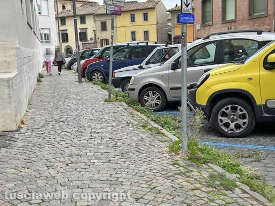 Viterbo - Liceo classico - Via Tommaso Carletti - Fichi, erbacce e bacche