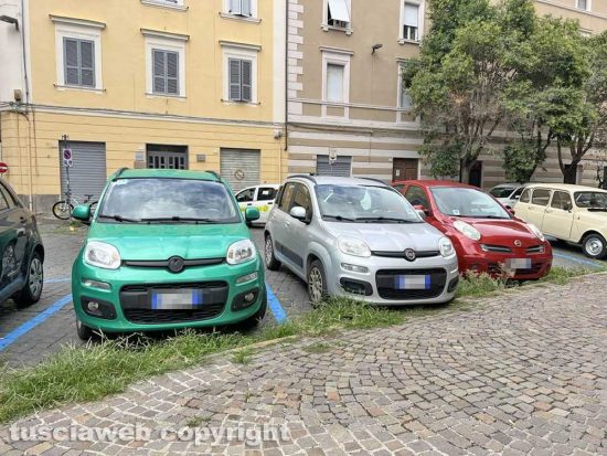 Viterbo - Liceo classico - Via Tommaso Carletti - Fichi, erbacce e bacche
