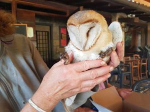 Tarquinia - Recuperato un barbagianni dai volontari Aeopc