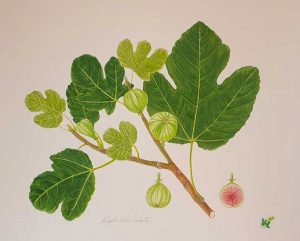 Fico Rigato del Salento
