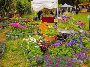 Civitavecchia - "Terme in Fiore"