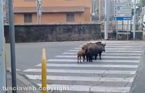 Viterbo - Cinghiali attraversano sulle strisce pedonali