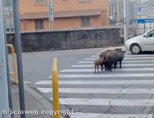 Viterbo - Cinghiali attraversano sulle strisce pedonali