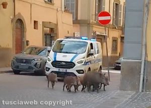 Viterbo - Branco di cinghiali in centro