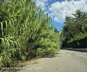Viterbo - Erba alta nella strada che porta alle terme