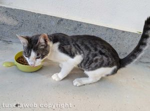 Viterbo - Gatto ritrovato in strada Capretta