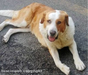 Soriano nel Cimino - Il cane che si aggira per il paese