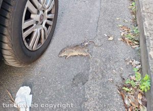 Viterbo - Topo morto in via Marescotti