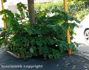 Viterbo - Erba alta in via del Paradiso