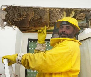 Sutri - Oltre 100 mila api invadono un appartamento - L'etologo Andrea Lunerti