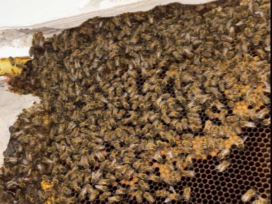 Sutri - Oltre 100 mila api invadono un appartamento