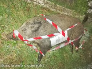 Viterbo - Scontro ambulanza-cinghiale sulla Sammartinese