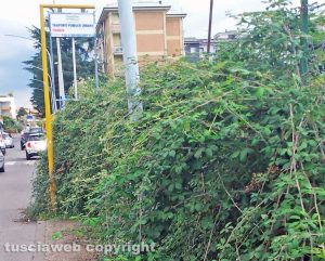 Viterbo - Davanti all'Orioli le piante invadono il marciapiede dove dovrebbero passare gli studenti per prendere il bus