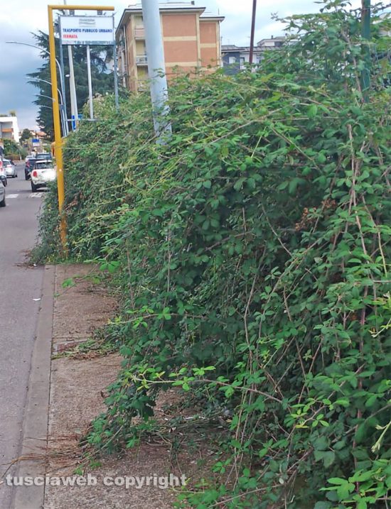 Viterbo - Davanti all'Orioli le piante invadono il marciapiede dove dovrebbero passare gli studenti