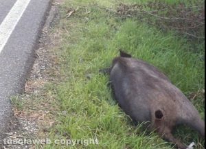 Viterbo - La carcassa del cinghiale sulla Cassia sud