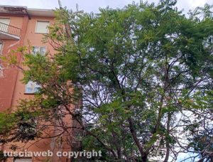 Viterbo - Alberi fino ai balconi a via Belluno 