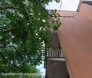 Viterbo - Alberi fino ai balconi a via Belluno 