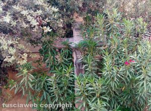 Fabrica di Roma - Il crocifisso coperto dalla vegetazione