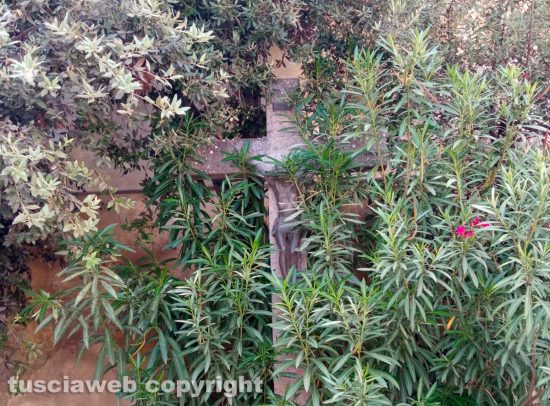 Fabrica di Roma - Il crocifisso coperto dalla vegetazione