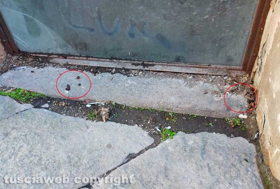 Viterbo - Le feci di un cane in via Sant'Egidio non raccolte