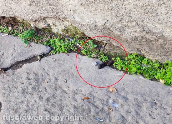 Viterbo - Le feci di un cane in via Sant'Egidio non raccolte