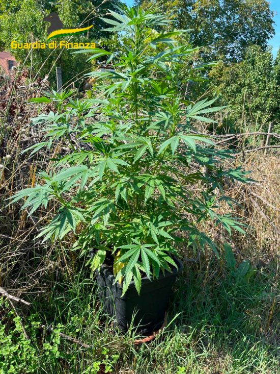 Villa San Giovanni in Tuscia - Pusher coltivava piante di marijuana e hashish in un terreno agricolo