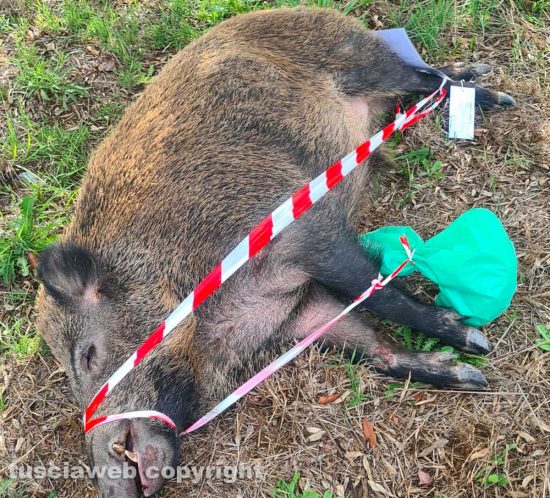 Viterbo - Auto contro cinghiale a Grotte Santo Stefano