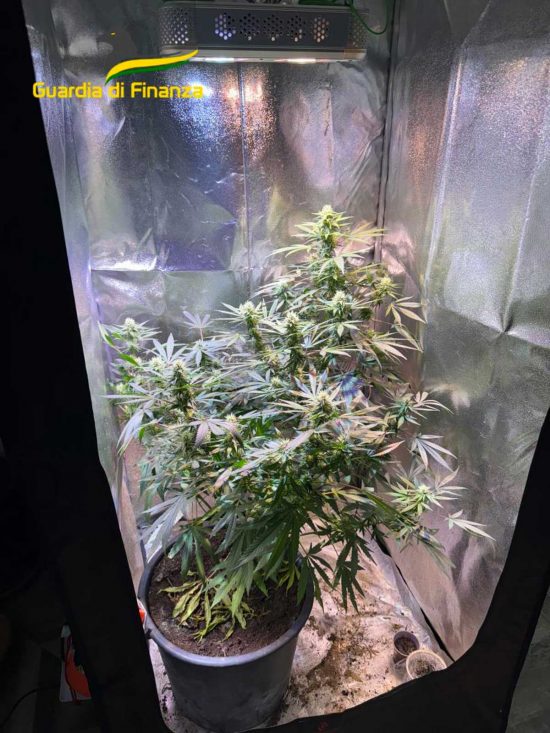 Villa San Giovanni in Tuscia - Pusher coltivava piante di marijuana e hashish in un terreno agricolo