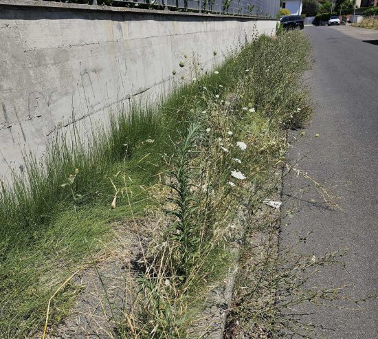 Viterbo - Erbacce in via Santa Giacinta Marescotti