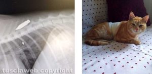 Il gatto ferito da una freccia di balestra