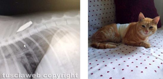 Il gatto ferito da una freccia di balestra