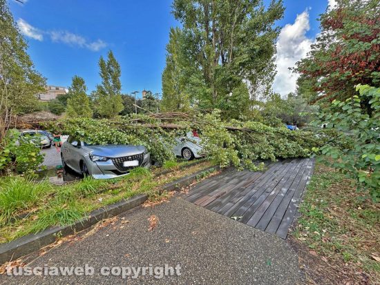 Viterbo - Albero sradica e travolge due auto - Pompieri in azione