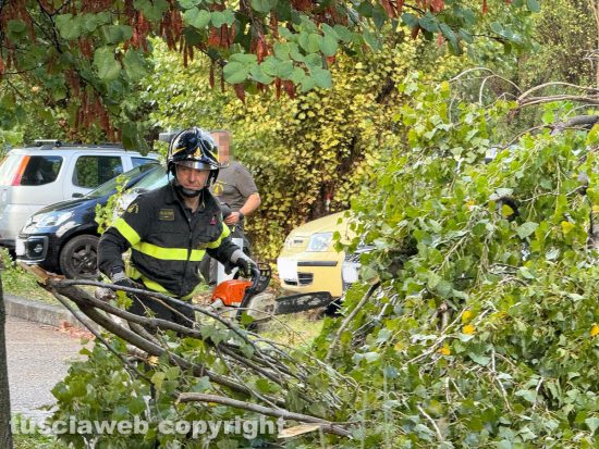 Viterbo - Albero sradica e travolge due auto - Pompieri in azione