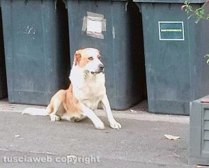 Soriano nel Cimino - Il cane che si aggira per il paese