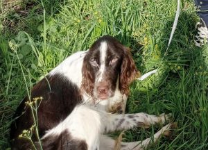 Cane salvato dall'associazione Tuscia Animalia
