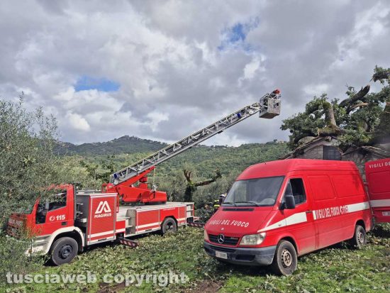 Montefiascone - Albero crolla sulla chiesa della Madonna della valle - L'intervento dei vigili del fuoco