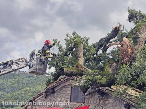 Montefiascone - Albero crolla sulla chiesa della Madonna della valle - L'intervento dei vigili del fuoco