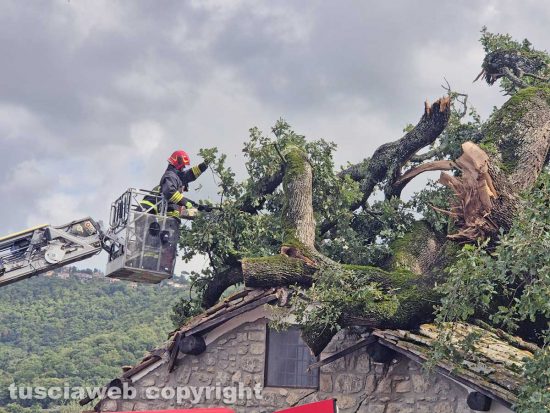 Montefiascone - Albero crolla sulla chiesa della Madonna della valle - L'intervento dei vigili del fuoco
