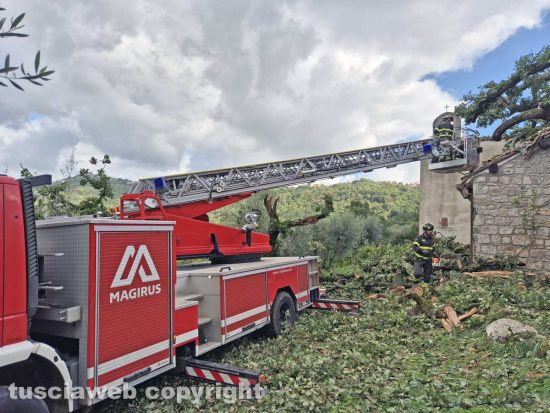 Montefiascone - Albero crolla sulla chiesa della Madonna della valle - L'intervento dei vigili del fuoco