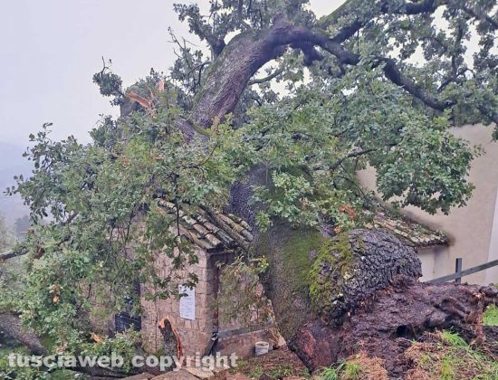 Montefiascone - Albero crolla sulla chiesa della Madonna della valle