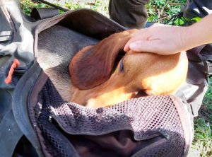 Canale Monterano - Il cagnolino salvato dalla protezione civile