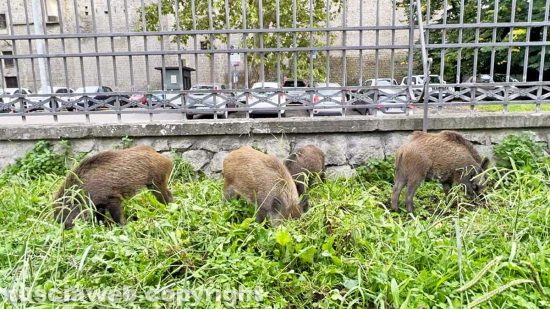 Viterbo - Cinghiali in pieno giorno a Pratogiardino Lucio Battisti