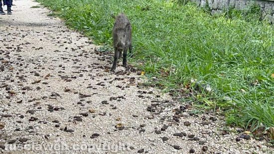 Viterbo - Cinghiali in pieno giorno a Pratogiardino Lucio Battisti