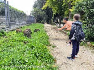 Viterbo - Cinghiali in pieno giorno a Pratogiardino Lucio Battisti