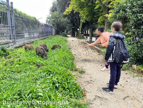 Viterbo - Cinghiali in pieno giorno a Pratogiardino Lucio Battisti