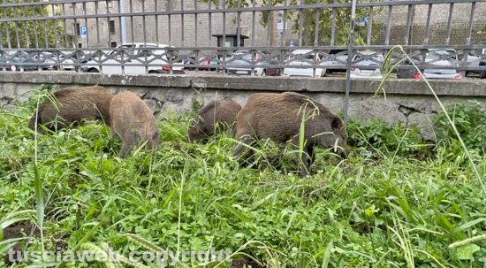 Viterbo - Cinghiali in pieno giorno a Pratogiardino Lucio Battisti