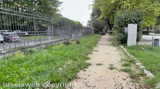 Viterbo - Cinghiali in pieno giorno a Pratogiardino Lucio Battisti