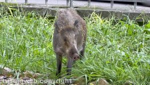 Viterbo - Cinghiali in pieno giorno a Pratogiardino Lucio Battisti